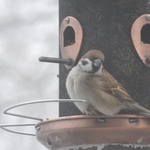 Eurasian Tree Sparrow