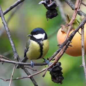 Great Tit