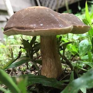 Bay Bolete