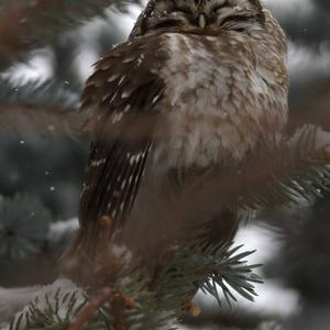 Boreal Owl