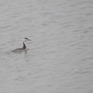 Great Crested Grebe