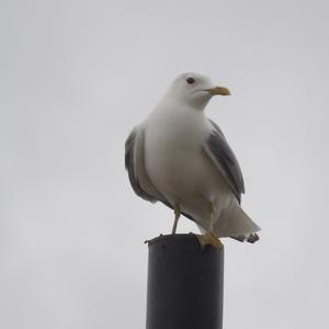 Mew Gull