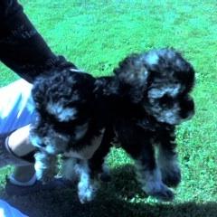 Unknown Breed