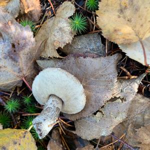 Bitter Bolete