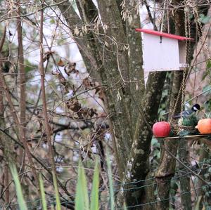 Great Tit