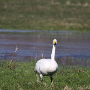 Whooper Swan