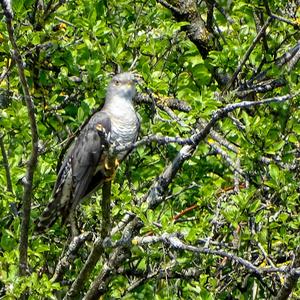 Common Cuckoo