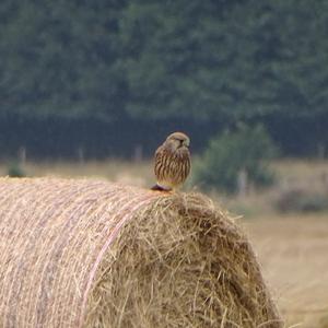 Common Kestrel