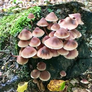 Bleeding Mycena