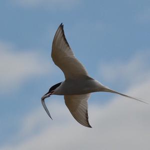 Arctic Tern