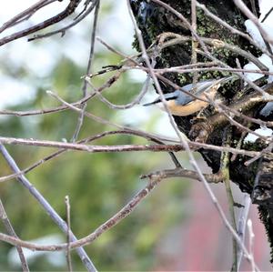 Wood Nuthatch