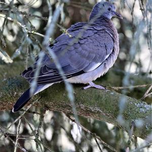 Common Wood-pigeon