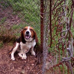 Beagle
