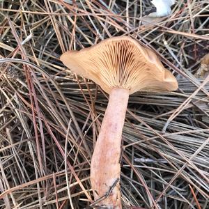 Oak Milk Cap