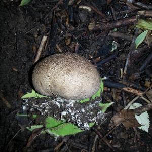 Scaly Earthball