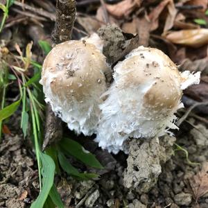 Shaggy Mane