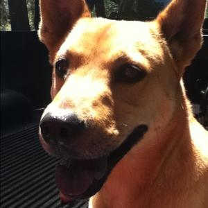 Unknown Breed