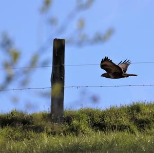 Common Buzzard