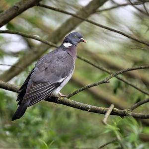 Common Wood-pigeon