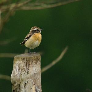 Whinchat