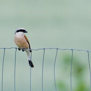 Red-backed Shrike