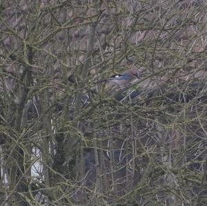 Eurasian Jay