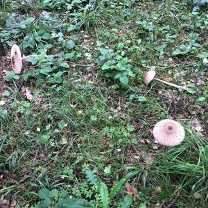 Parasol Mushroom