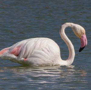 Greater Flamingo