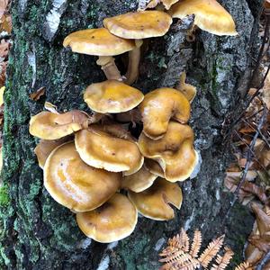 Honey Fungus