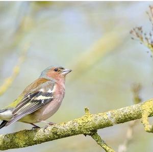 Eurasian Chaffinch