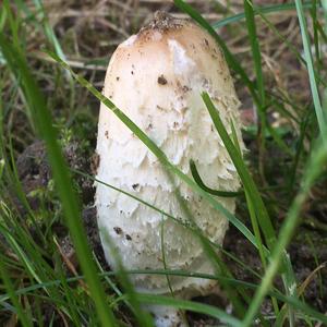 Shaggy Mane