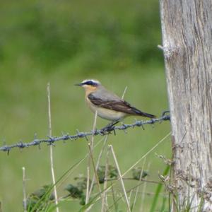 Northern Wheatear