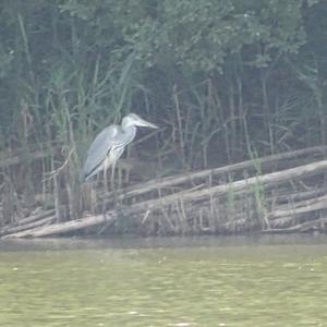 Grey Heron