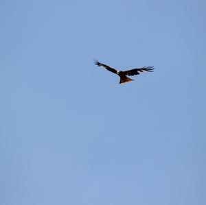 Red Kite