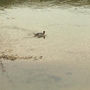 Red-breasted Merganser