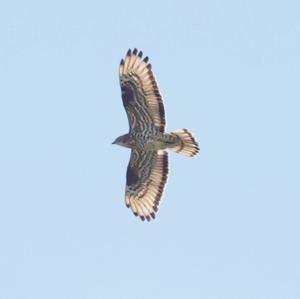 European Honey-buzzard