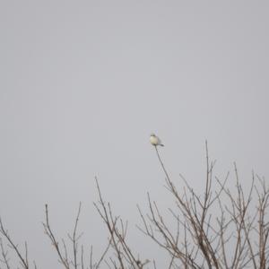 Great Grey Shrike