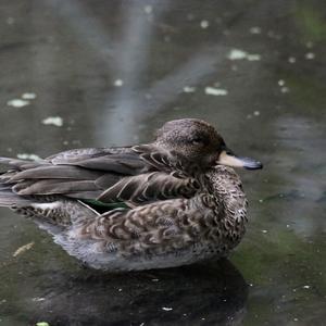 Mallard