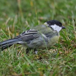 Great Tit