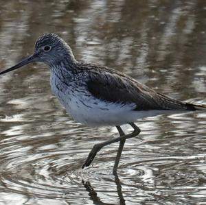 Common Greenshank