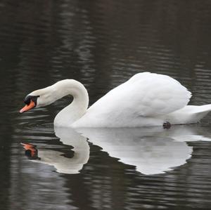 Mute Swan