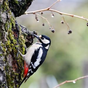 Great Spotted Woodpecker