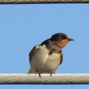 Barn Swallow