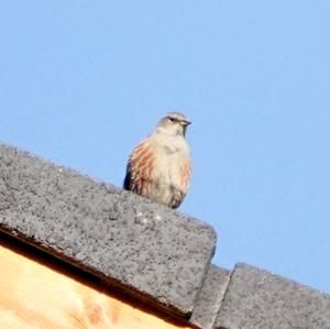 Alpine Accentor