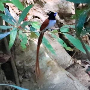 Asian Paradise-flycatcher