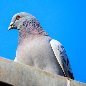 Rock Pigeon