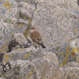 Northern Wheatear