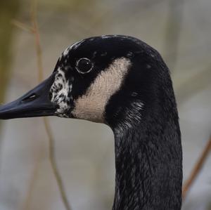 Canada Goose