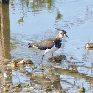 Northern Lapwing