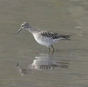 Wood Sandpiper